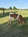 Formal Attire bull calf 