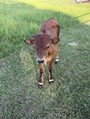 Formal Attire bull calf very nice hands on calf 